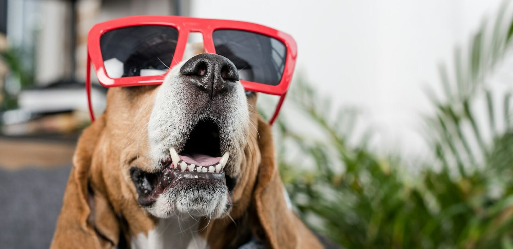 funny beagle dog in red sunglasses and bandana sitting at home