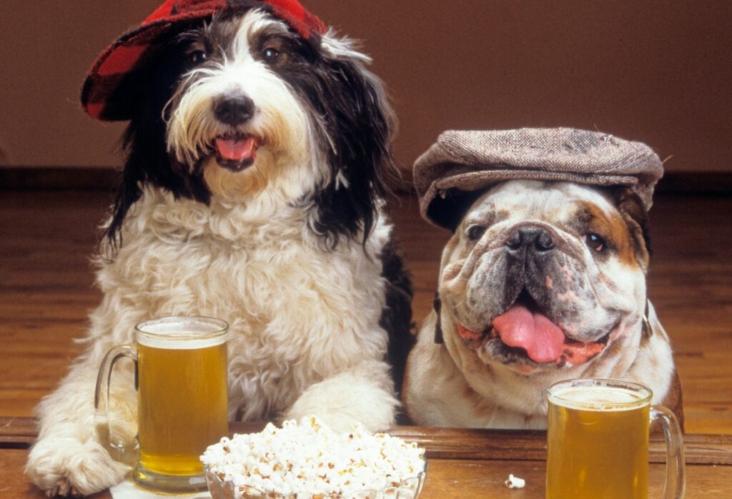 Humorous shot of two funny dogs with hats sitting at the bar and drinking beer with popcorn