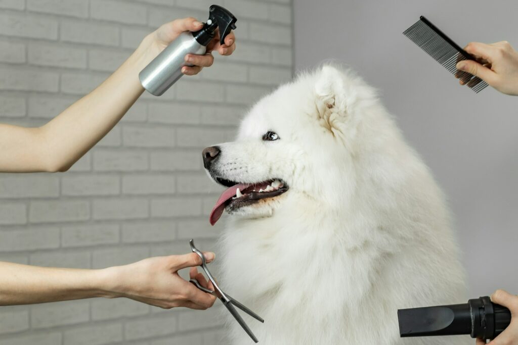 portrait of a Samoyed dog on grooming