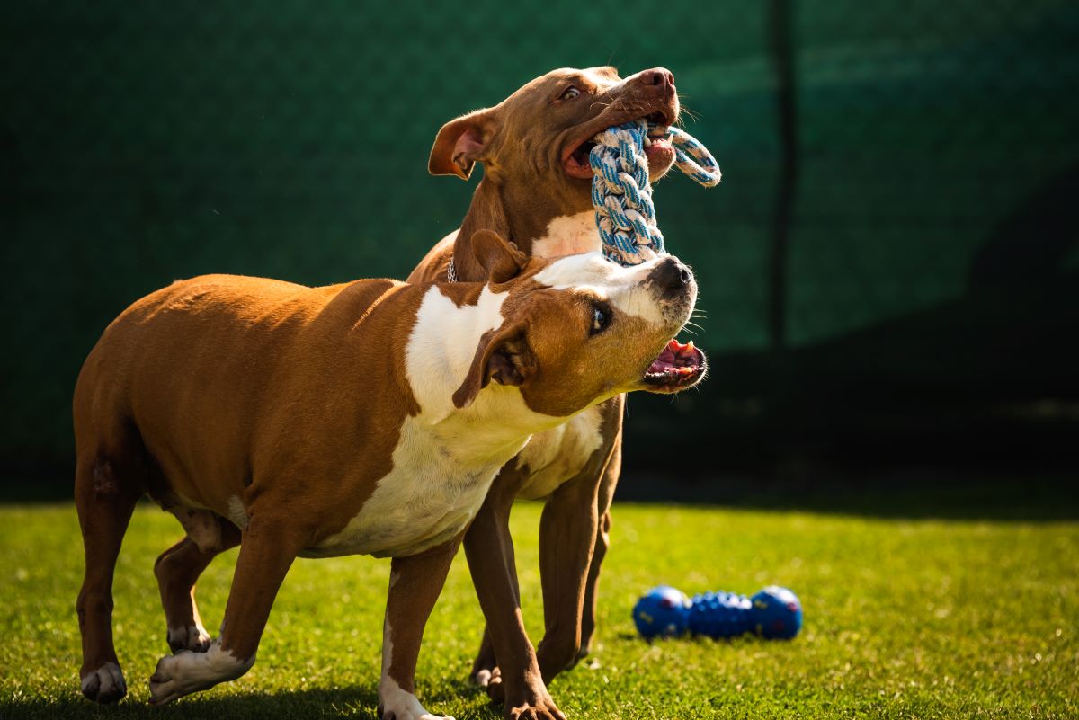 Home | Doggo Sit Stay Play